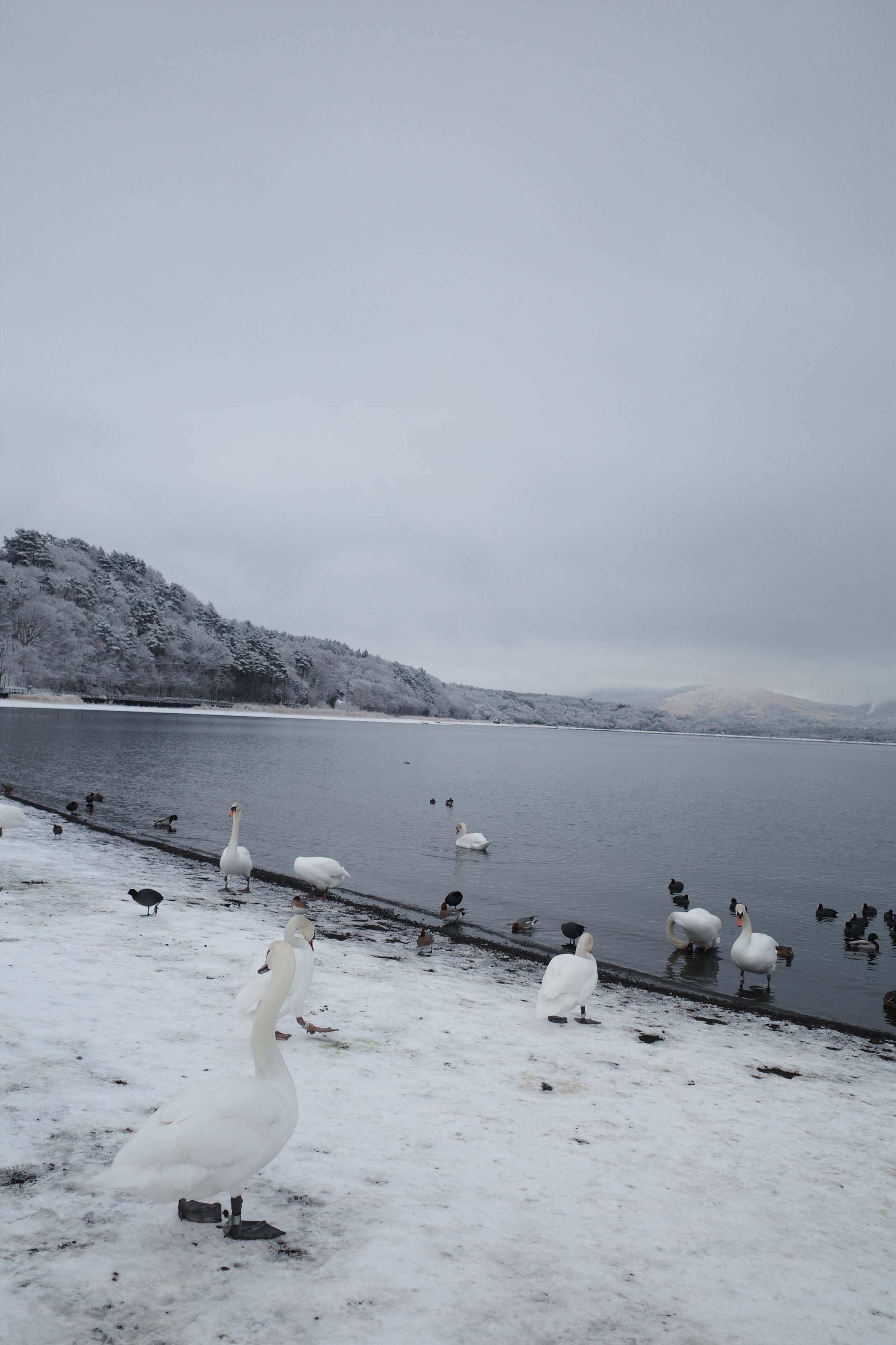 Swans in snow
